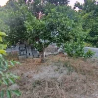 فروش باغچه ی ۲۵۰ متری|فروش دفتر صنعتی، کشاورزی، تجاری|کیاکلا, |دیوار