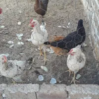 مرغ و خروس|حیوانات مزرعه|کرج, کیانمهر|دیوار