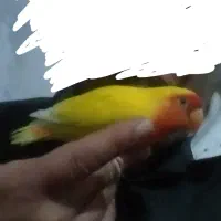 جفت طوطی برزیلی مولد قطعه دار|پرنده|خوی, |دیوار