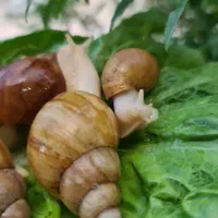 حلزون نژاد آچاتینا