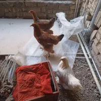 تزیینی|حیوانات مزرعه|قم, امامزاده ابراهیم|دیوار