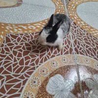 فروش خرگوش