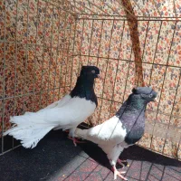 جفت کلهای با جوجه