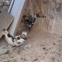 جوجه مرغ گلین اصل