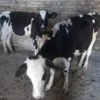 گوساله ماده
