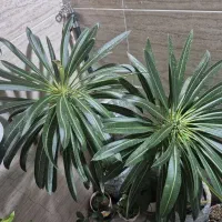 نخل ماداگاسکار معاوضه با|گل و گیاه طبیعی|محمدشهر, شهرک چمران|دیوار