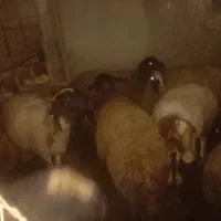 10عدد شک ماده