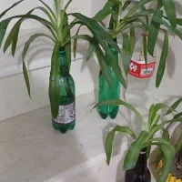 گل یوکا|گل و گیاه طبیعی|کرمانشاه, |دیوار