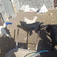 بزغال خرج خور