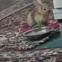 خرگوش لپ