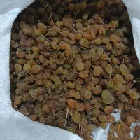 فروش کشمش
