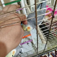 عروس هلندی|پرنده|قم, شهرک مهدیه|دیوار