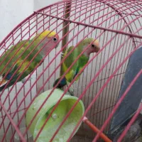 جوجه کوتوله برزیلی