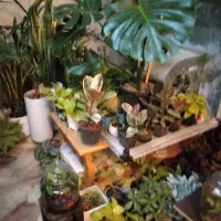 نخل ماداگاسکار