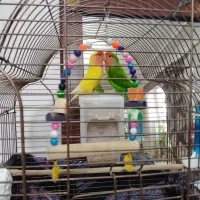 طوطی برزیلی|پرنده|اردبیل, |دیوار