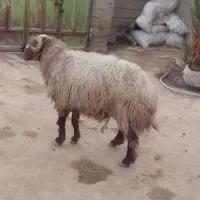 یک عدد گوسفند نر برایه فروش