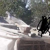 کبوتر گمشده|حیوانات|همدان, |دیوار