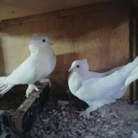 سلام یه جفت پاپر|پرنده|دماوند, دماوند|دیوار