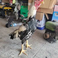 خروس لاری|حیوانات مزرعه|بابل, |دیوار