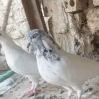 کبوتر کله دم سبز