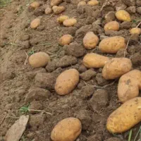 اجاره زمین کشاورزی|فروش دفتر صنعتی، کشاورزی، تجاری|سلطانیه, |دیوار