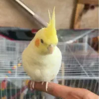 گم شده مژدگانی ۲ تومن|حیوانات|نیشابور, گنبد سبز|دیوار