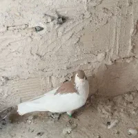 نره خال زرد و نره ساده سرخ