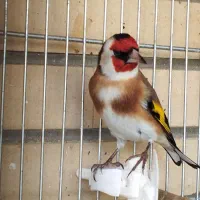 سهره نر|پرنده|اصفهان, شاهد|دیوار