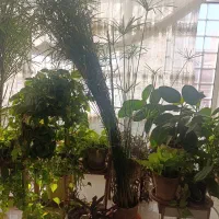 گل. نخل مرداب|گل و گیاه طبیعی|گلبهار, شهر جدید گلبهار|دیوار