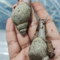 حلزون|خزنده|اهواز, بهارستان|دیوار