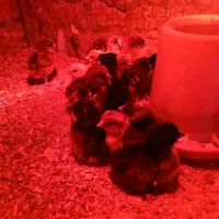 جوجه مرغ جهادی