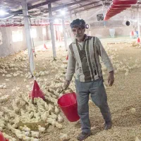 مرغداری بیست وپنج هزاری اتوماتیک