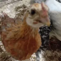 ۲۱ عدد جوجه مرغ دو ماهه