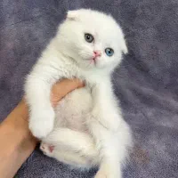 انواع گربه های کیوت