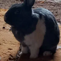 خرگوش در رنگ های متفاوت|موش و خرگوش|قم, شاه سید علی|دیوار