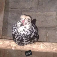 گلین|حیوانات مزرعه|اصفهان, درب کوشک|دیوار