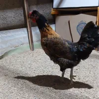 مرغ زیبا رنگ خاص جوان دم تخم ۷ ماهه