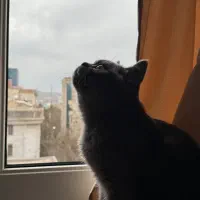 گربه اسکاتیش- بریتیش شورت هیر رنگ بلو