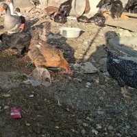 مرغ رسمی تخم گذار