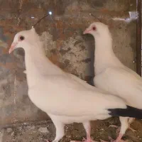 جفت دم سیاه کرمانی کاکلی