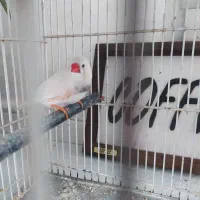 فنچ بالغ نر|پرنده|تهران, کیانشهر|دیوار