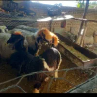 ۳تا میش بختیاری|حیوانات مزرعه|بابا حیدر, |دیوار