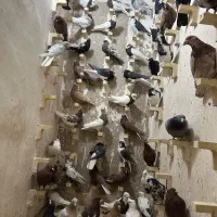 دست کفتری رنگی  درجه یک کفتر بی عیب