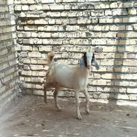 نری فروشی