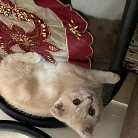 گربه اسکاتیش