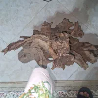 چوب آبنوس بزرگ و درجه یک مناسب دیسکس|ماهی|تهران, آذری|دیوار