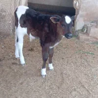 گاو با گوساله نر خارجی|حیوانات مزرعه|شادگان, |دیوار