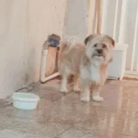 سگ معاوضه دارم با کبوتر خوب خوشونه گرده دار|سگ|خرم‌آباد, |دیوار