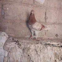 کبوتر فروشی|پرنده|مهاباد (آذربایجان غربی), |دیوار