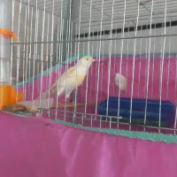 فروش قناری س حال ومست بخون|پرنده|تاکستان, |دیوار